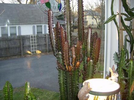 Euphorbia - red