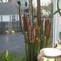 Plants_3
