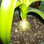 Plants_5