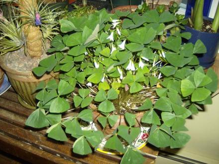 Oxalis - Shamrock Plant