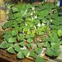 Oxalis - Shamrock Plant