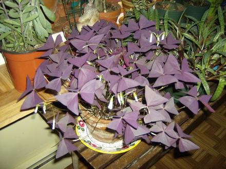 Purple Oxalis