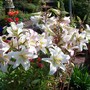 A garden flower photo