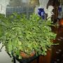 Plants_9