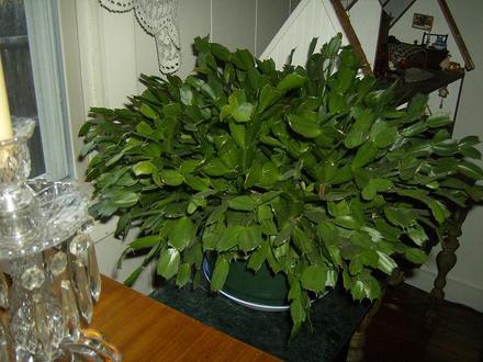 Christmas Cactus - red