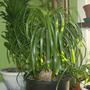 Plants_11
