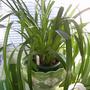 Plants_13