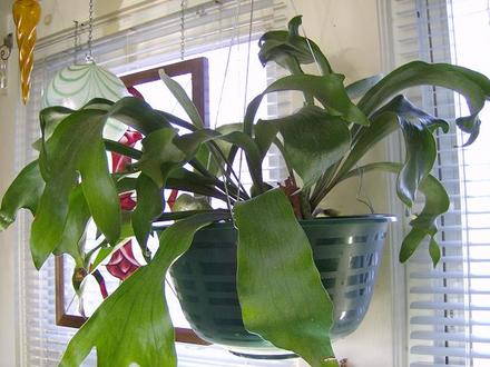 Elkhorn Fern