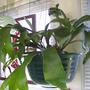 Elkhorn Fern