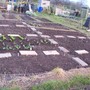 Veggies in!