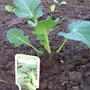 Broccoli 17/04/08