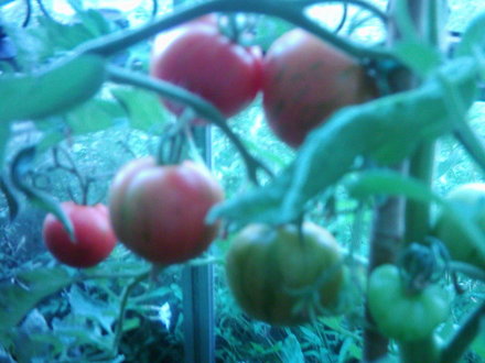 Tomato Tigrella (LYCOPERSICON)