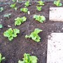 Lettuce 17/04/08