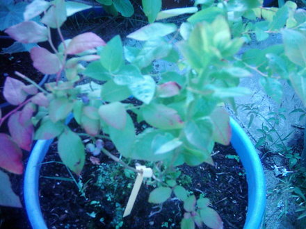 Blueberry. (Vaccinium)