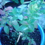 Garden_photo_s_126