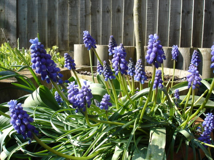 A garden flower photo (Muscari)