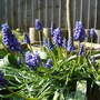 A garden flower photo (Muscari)