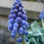 A garden flower photo (Muscari)