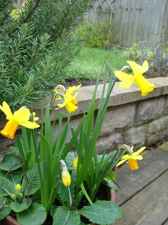 A garden flower photo (Narcissus)