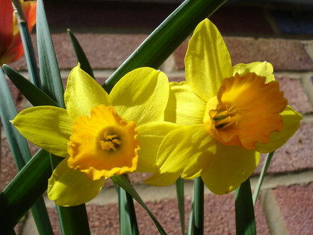 A garden flower photo (Narcissus)