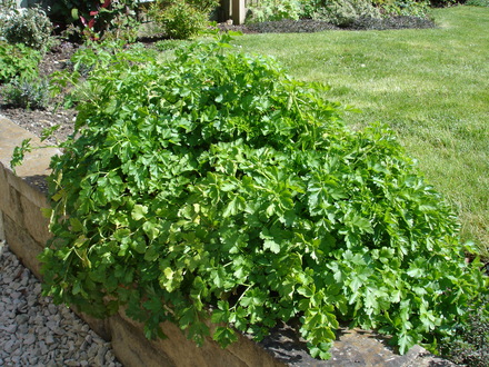 A garden flower photo (Petroselinum crispum)