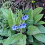 A garden flower photo (Pulmonaria)