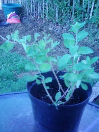 Gogi Berry (Lycium barbarum)