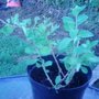 Garden_photo_s_129