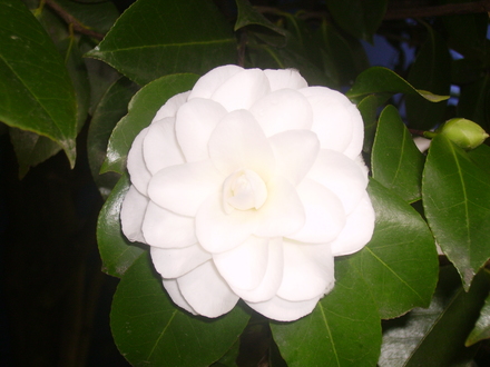 camellia (camellia)