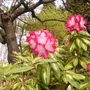 Roosevelt Rhododendron (rhododendron)
