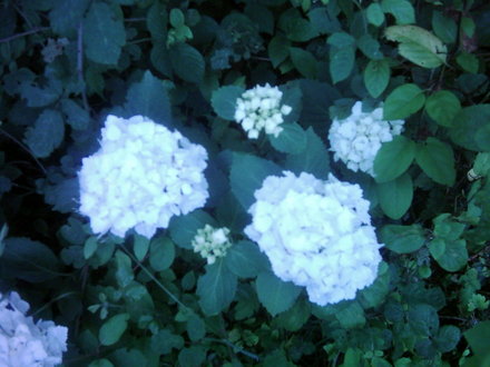 Trying to identify this.