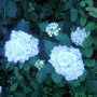 Trying to identify this.