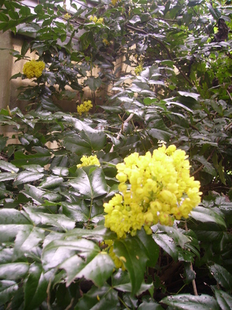 Oregon Grape in bloom (Mahonia aquifolium)