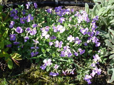 A garden flower photo (Aubrietia x cultorum)