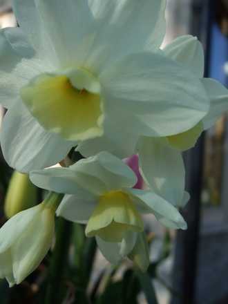 Narcissus 'Silver Chimes' (Narcissus 'Silver Chimes')