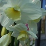 Narcissi