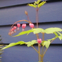 bleeding heart (Dicentra spectabilis)