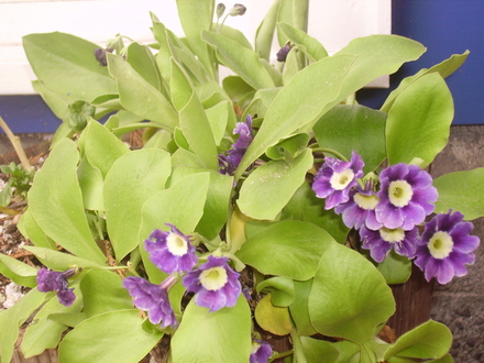 primula auricula (Primula auricula (Auricula))