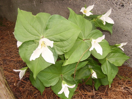 trillium (trillium ovatum)