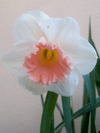 Park Perfumn (narcissus 'park perfumn')