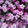 Moss Saxifraga (Saxifraga x arendsii)