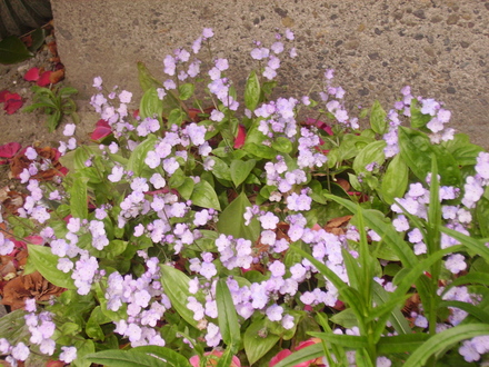 Omphalodes (omphalodes verna)