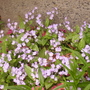 Pict0784