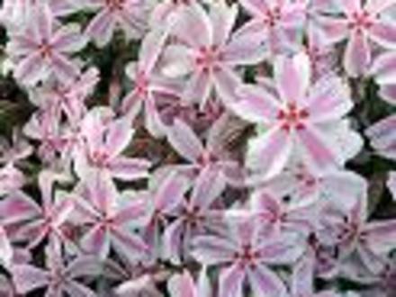 A garden flower photo (Phlox subulata)