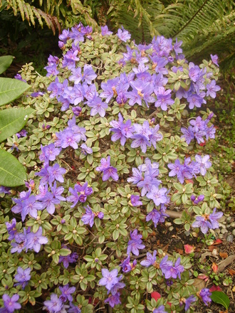 azalea (rhododendron)