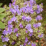 azalea (rhododendron)