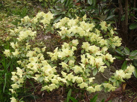 azalea (rhododendron)