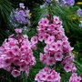 Tallgardenphlox_03_copy