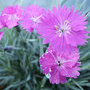 Dianthus-gratianopolitanus-