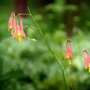 Canadian-columbine